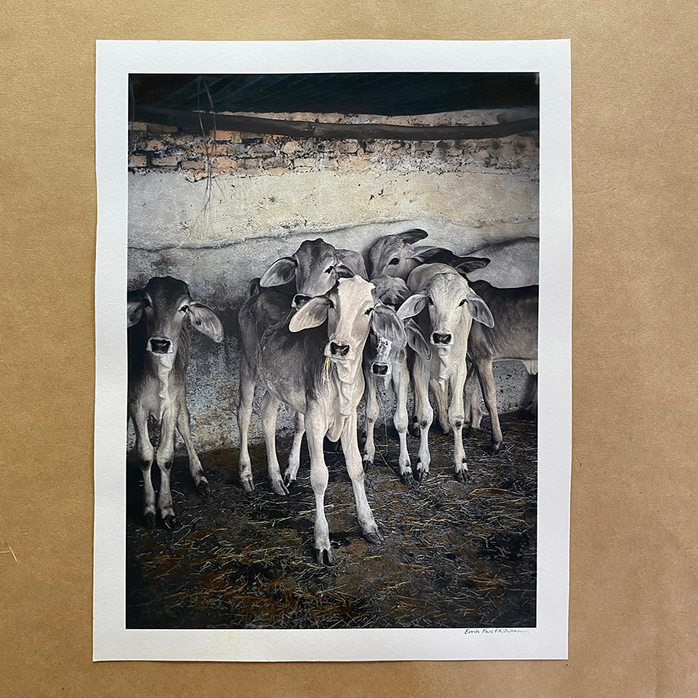 The Baby Herd – Ema Frost